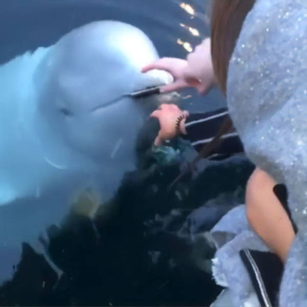 Extremely Friendly Beluga To The Rescue!