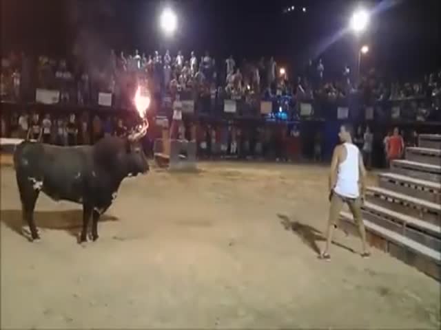 Yeah, This Bull Looks Totally Harmless…