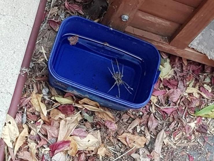 Australia, What A Crazy Land Of Nopes And Yeahs