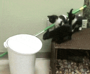 Animal Fails Are Just As Funny As They Are Adorable