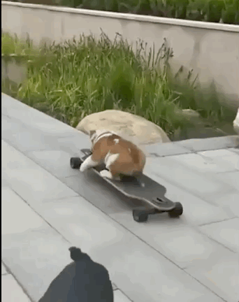Animal Fails Are Just As Funny As They Are Adorable (20 gifs