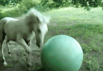 Animal Fails Are Just As Funny As They Are Adorable