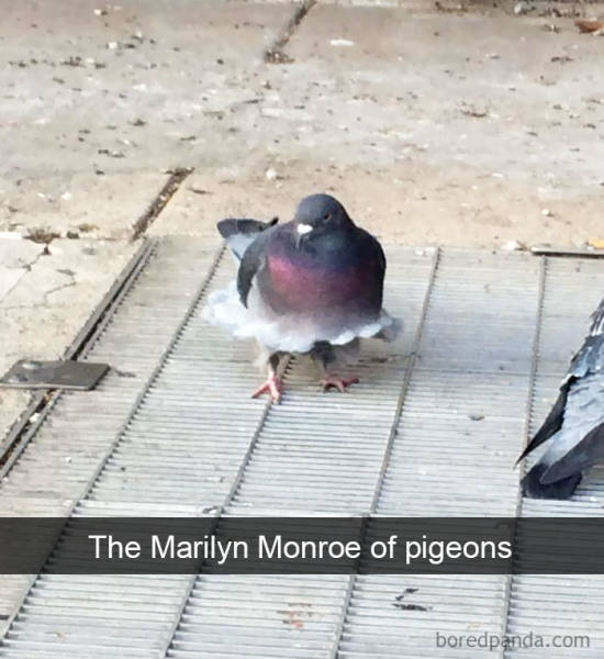 Step Aside, Cats And Dogs. Snapchat Belongs To The Birds Now