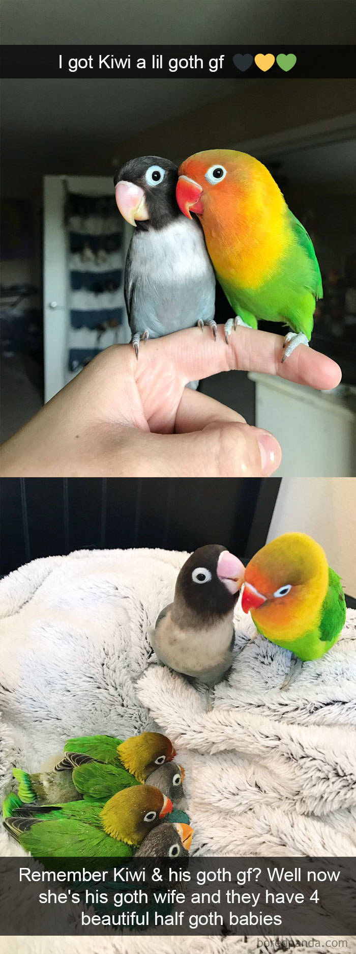 Step Aside, Cats And Dogs. Snapchat Belongs To The Birds Now