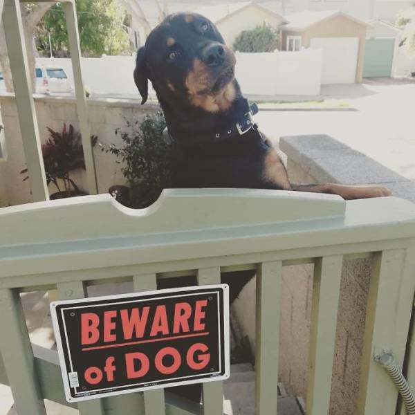 Beware Of The Dog? This One?!