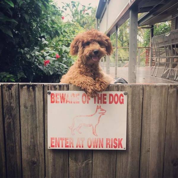 Beware Of The Dog? This One?!