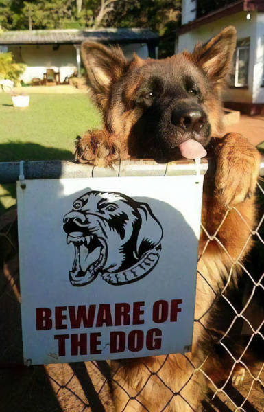Beware Of The Dog? This One?!