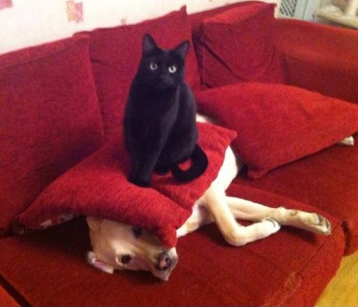 Animals Know How To Chill Properly