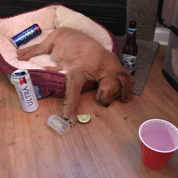 You Are Way Too Drunk…