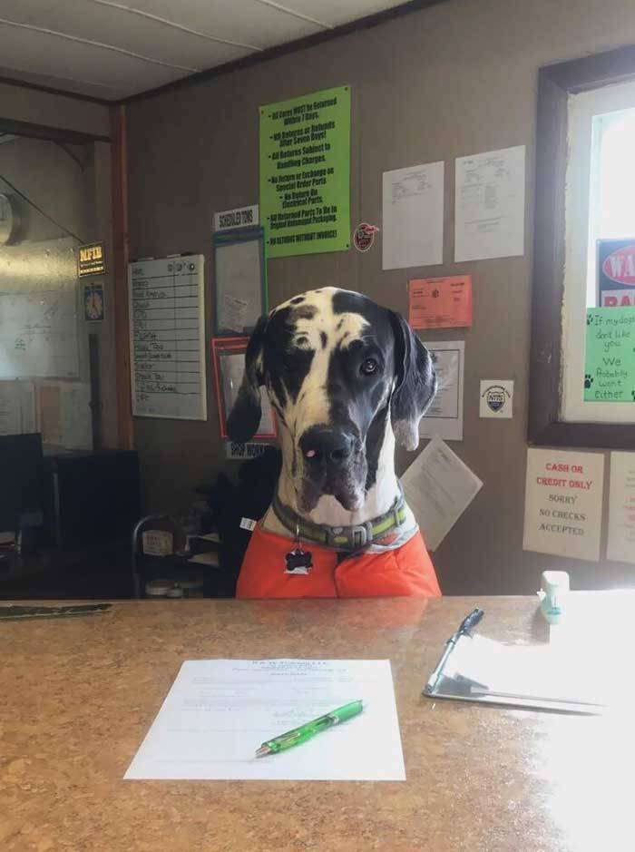 Employed Dogs Are Both Incredibly Dutiful And Adorable
