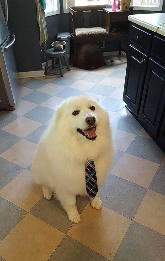 Employed Dogs Are Both Incredibly Dutiful And Adorable
