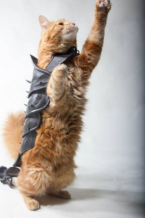 Guy Turns His Cat Into An Armored Battle Machine