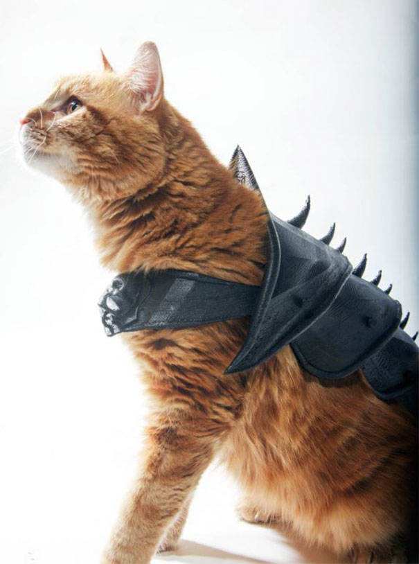 Guy Turns His Cat Into An Armored Battle Machine