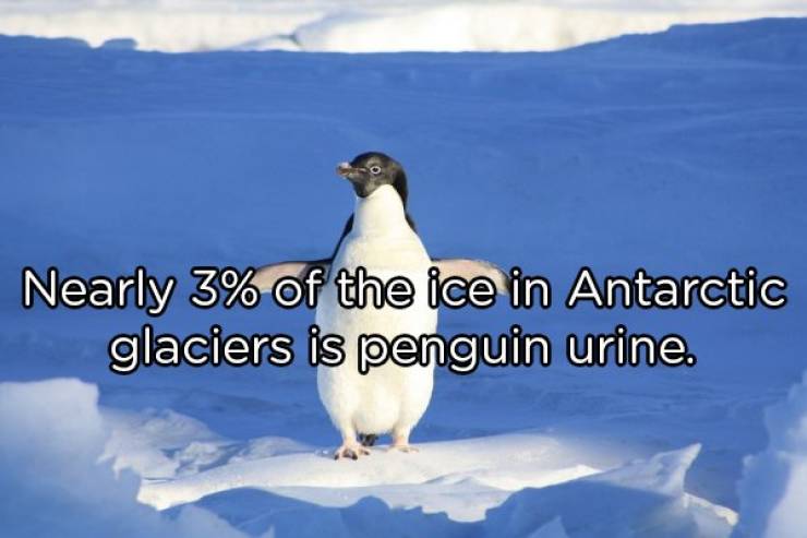 Random Facts Are Always Surprising