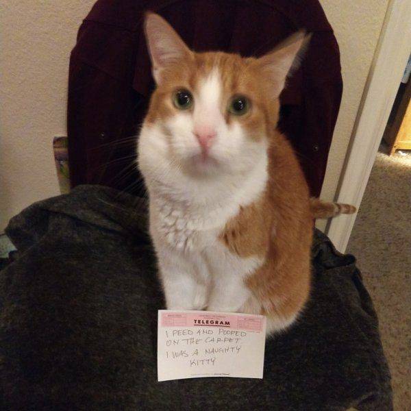 There Can Never Be Too Much Pet Shaming