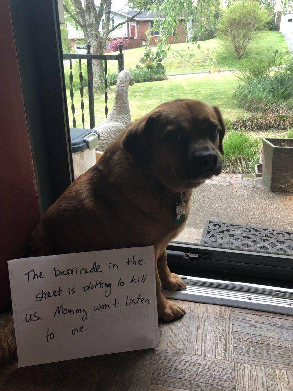 There Can Never Be Too Much Pet Shaming