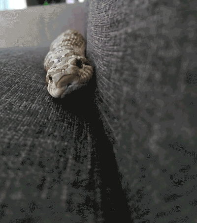 Not All Snakes Are Scary (24 pics + 16 gifs) - Izismile.com