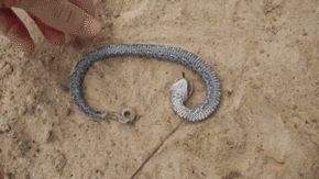 Not All Snakes Are Scary (24 pics + 16 gifs) - Izismile.com