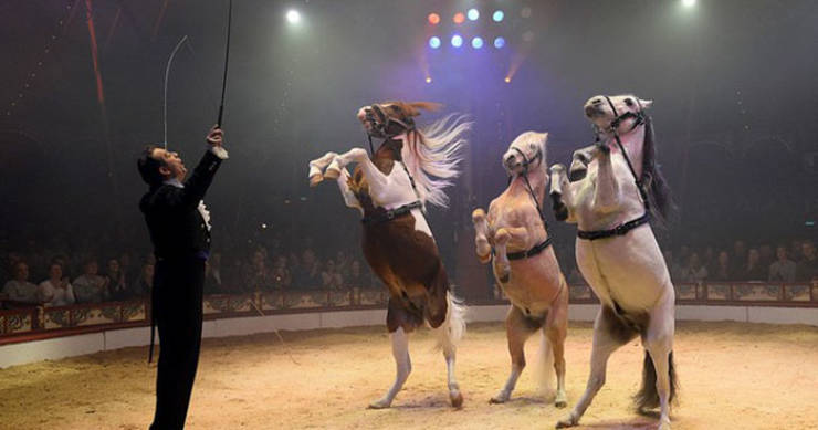German Circus Takes A Stance Against Cruelty, And You Won’t Find Animals There Anymore