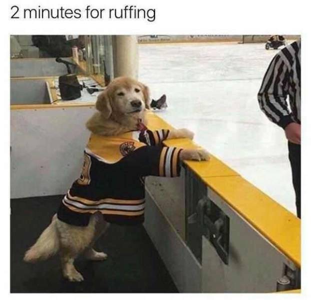 It’s High Time For Woofmemes!