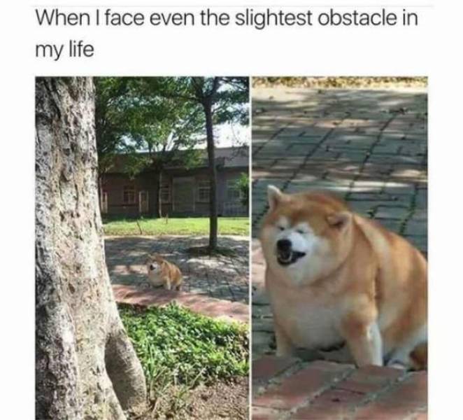 It’s High Time For Woofmemes!
