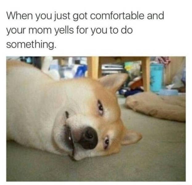 It’s High Time For Woofmemes!