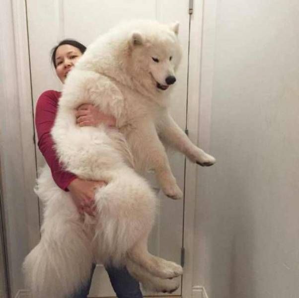 It’s High Time For Woofmemes!
