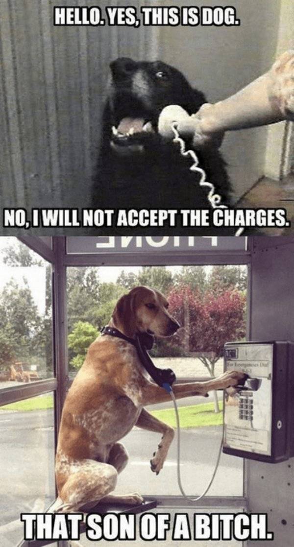 It’s High Time For Woofmemes!
