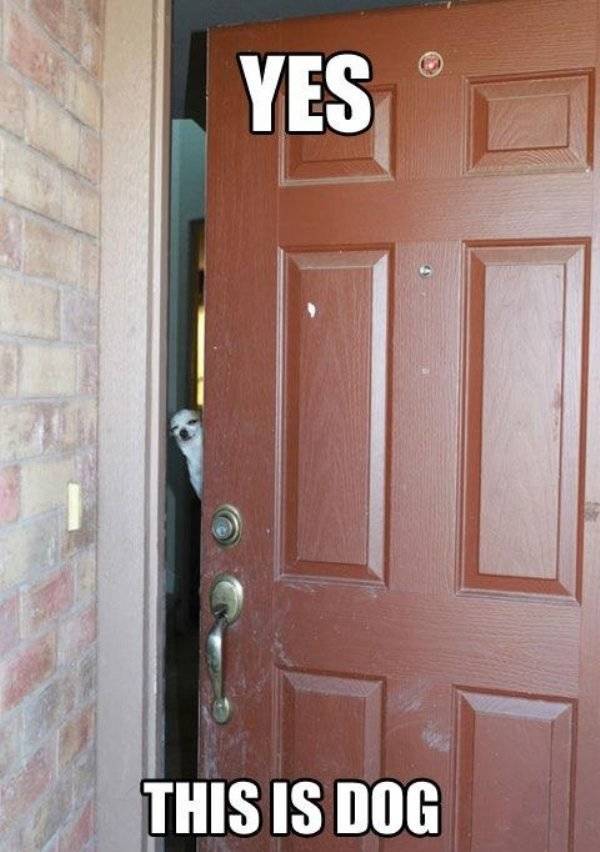 It’s High Time For Woofmemes!