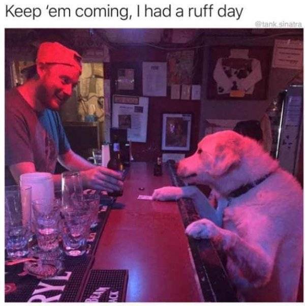 It’s High Time For Woofmemes!