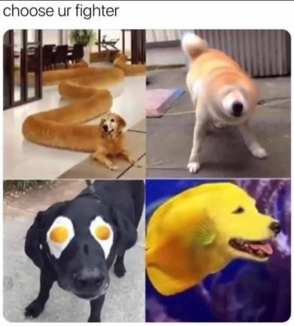It’s High Time For Woofmemes!