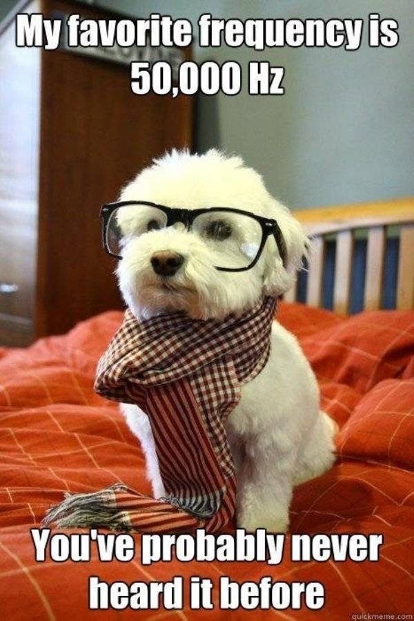 It’s High Time For Woofmemes!