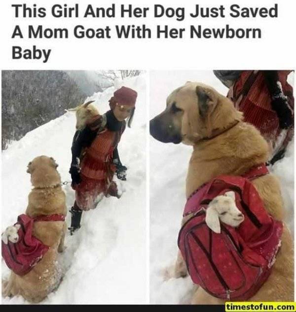 It’s High Time For Woofmemes!