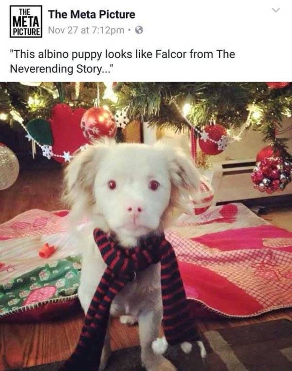 It’s High Time For Woofmemes!