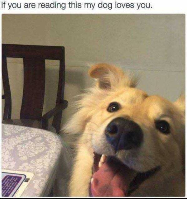 It’s High Time For Woofmemes!