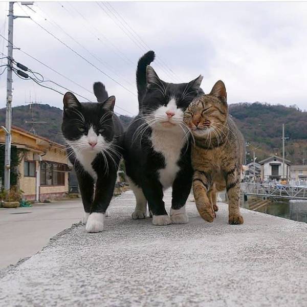 Fine Examples When A Picture Says More Than Just A Thousand Words