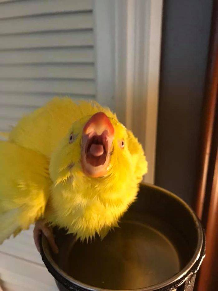 Unflattering Photos Of Pets Do Exist!