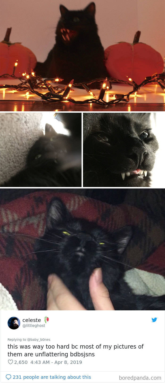 Unflattering Photos Of Pets Do Exist!
