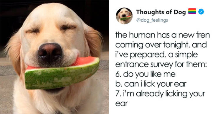 What If We Could Read What Dogs Think