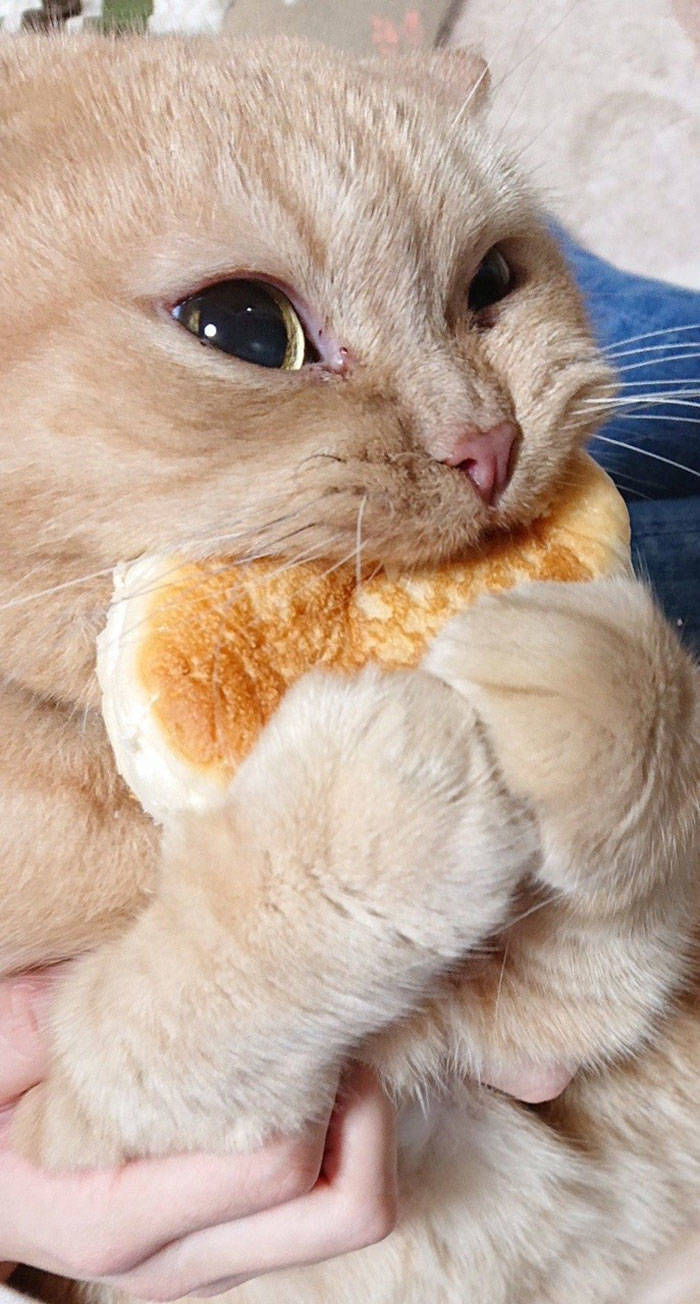 Cats Are Born To Hunt… Bread