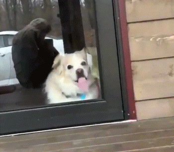 Animals Will Never Win Against Glass