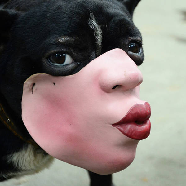 Imagine Seeing A Dog With A Human’s Face. Now This Can Be Real
