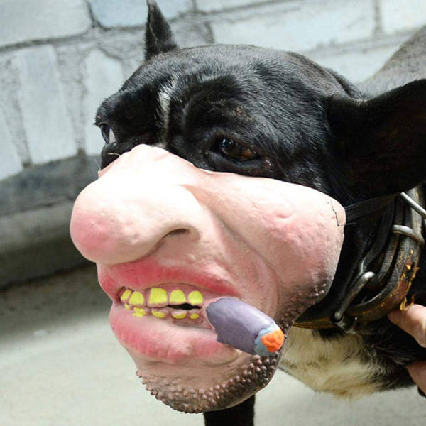 Imagine Seeing A Dog With A Human’s Face. Now This Can Be Real