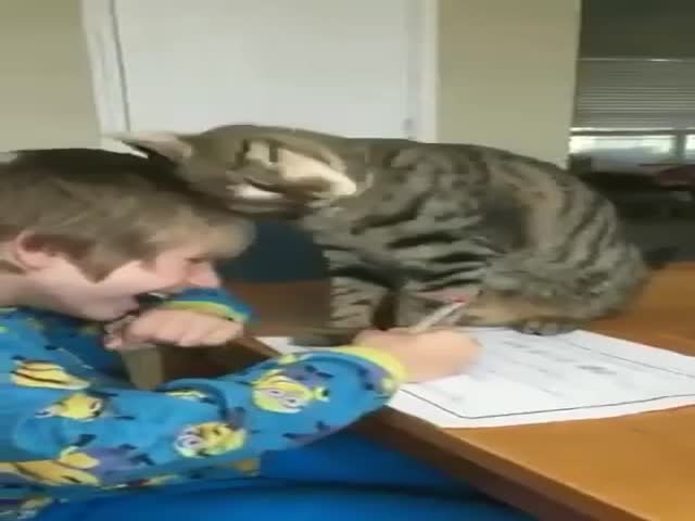 Cat “Helps” With The Homework