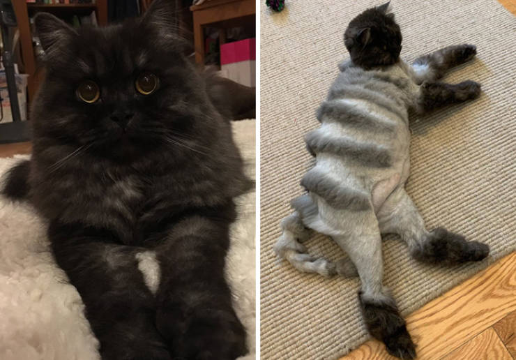 Look Honey, I Took Our Cat To Pet Groomer