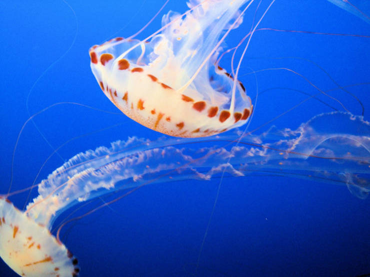 Wobbly Facts About Jellyfish
