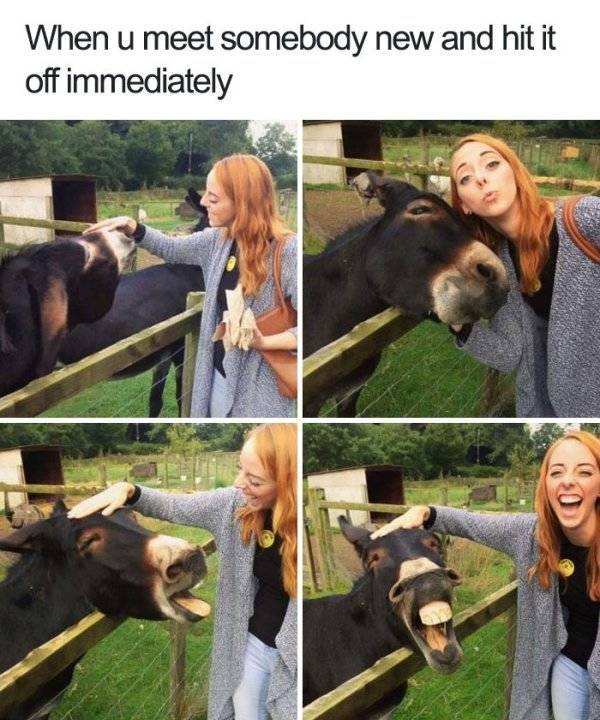 Cuddle With These Animal Memes