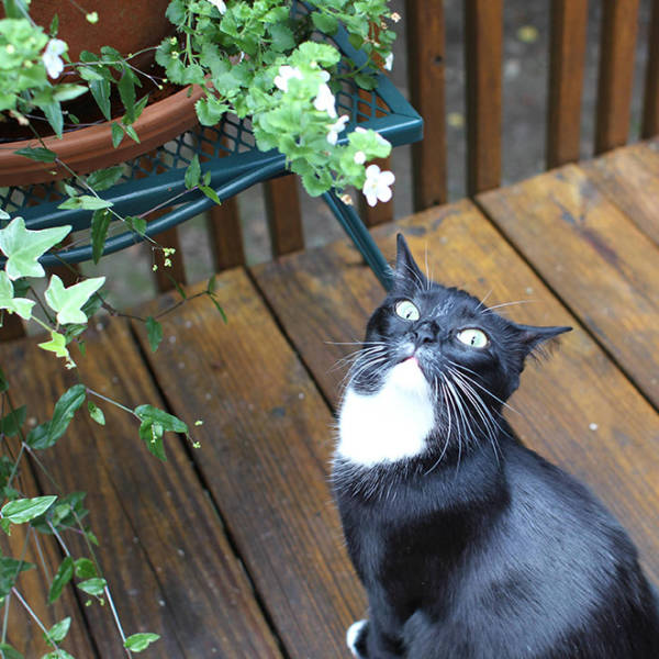 Cats Who Don’t Like Being Outdoors AT ALL
