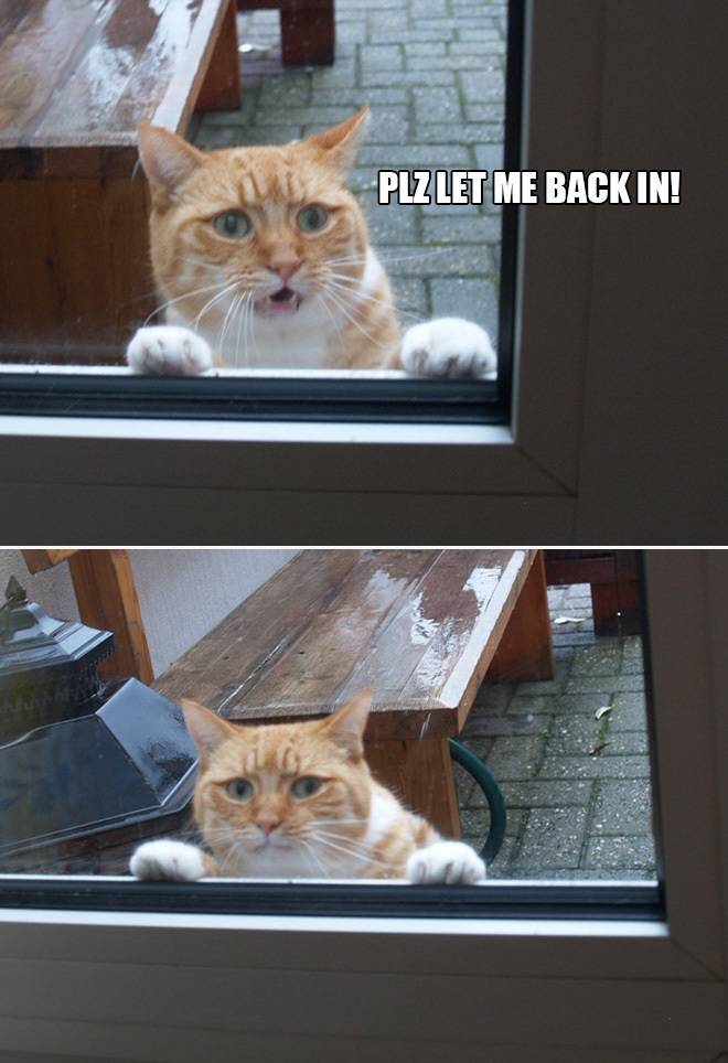 Cats Who Don’t Like Being Outdoors AT ALL