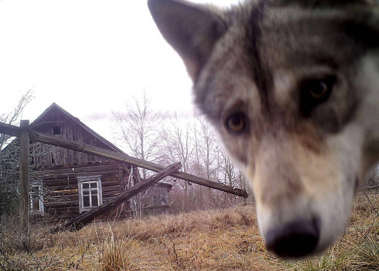 Animals Who Still Live In The Chernobyl Area Of Alienation